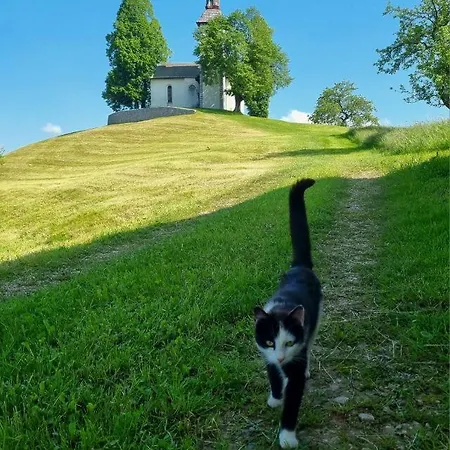 Apartma Saint Thomas *